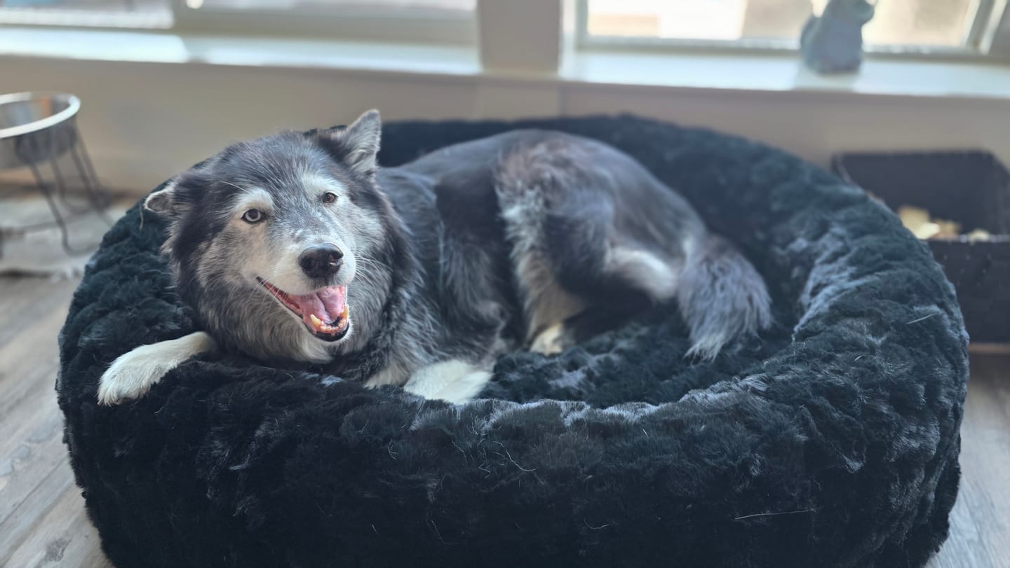 Customer photo review of Black Crinkle Pet Bed