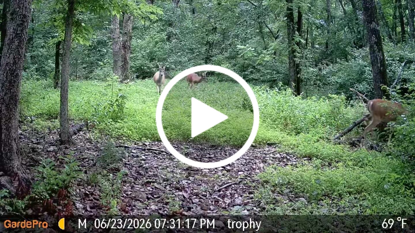 Customer video review of GardePro X60P Live Max Cellular Trail Camera