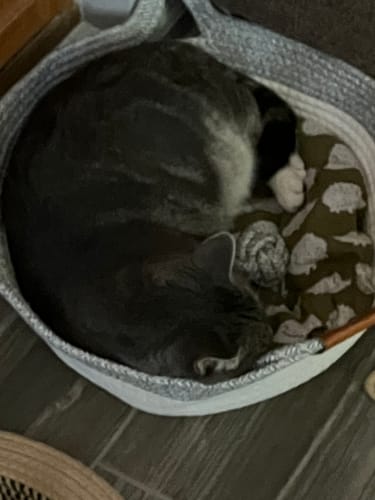Customer photo review of Instinct Basket | Meet the first research-backed natural territory for indoor cats