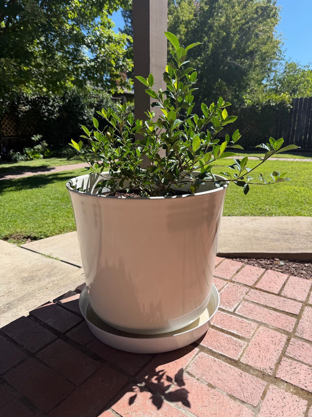 Customer photo review of Austin Planter Plant Saucer White Granite Colored Polypropylene -Indoor/Outdoor -Made in USA