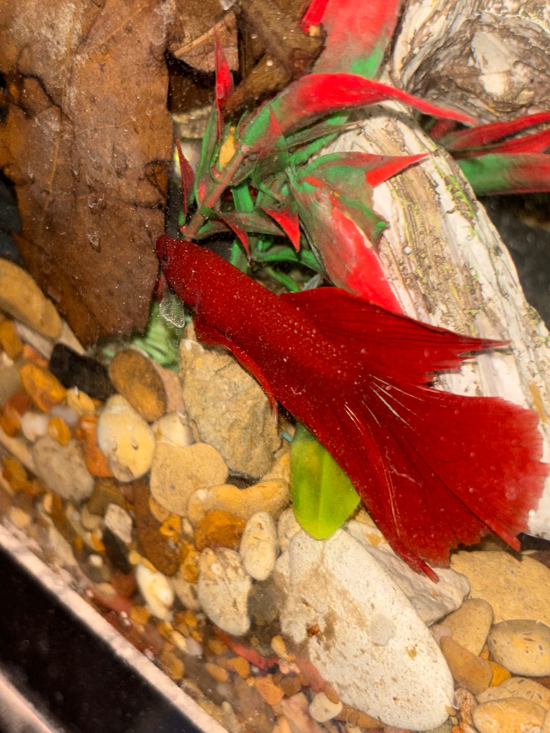Customer photo review of Multicolor Plakat Male Betta Fish |Show Grade|  You Pick Fish