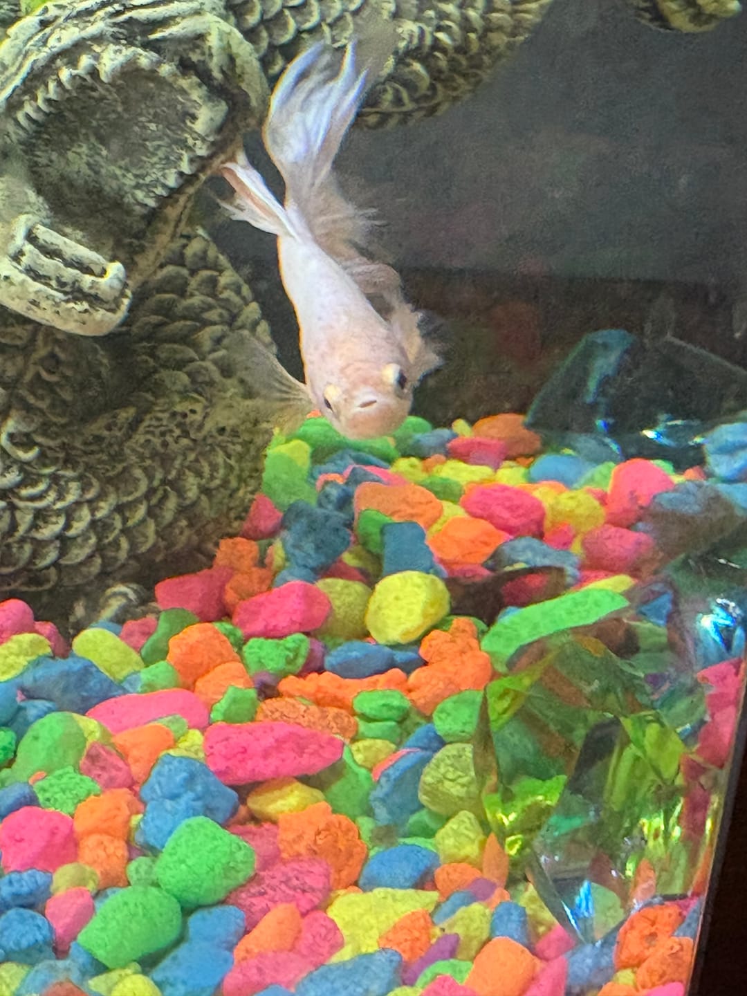 Customer photo review of Pink Sakura Halfmoon Male Betta Fish | Grower Pick
