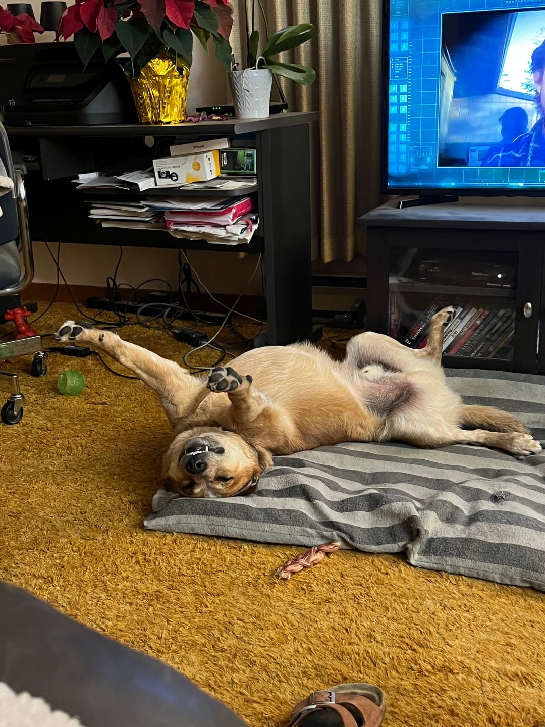 Customer photo review of 6 Inch Monster Braided Bully Stick