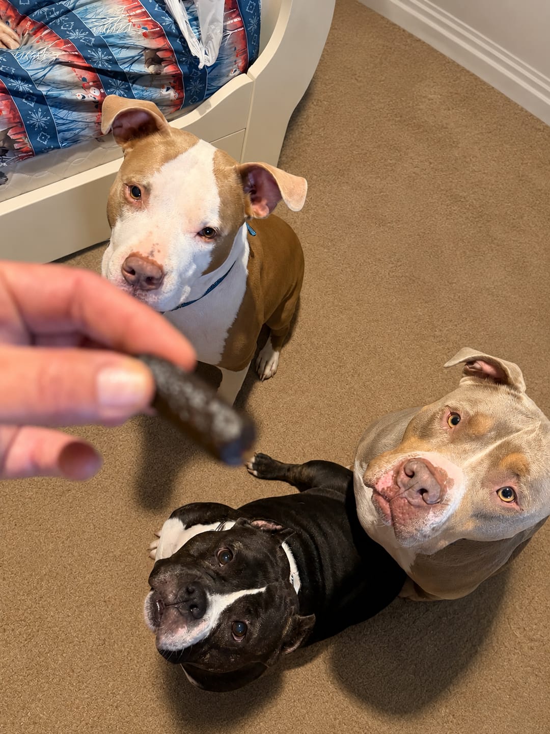 Customer photo review of Functional Treats Bundle — All 6 Ostrich Superfood Treats, 40% Off