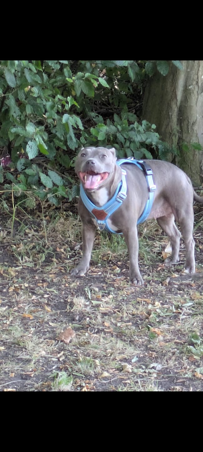 Customer photo review of Staffordshire Bull Terrier 1935® Harness & Leash Set - Stanley Edition - Baby Blue