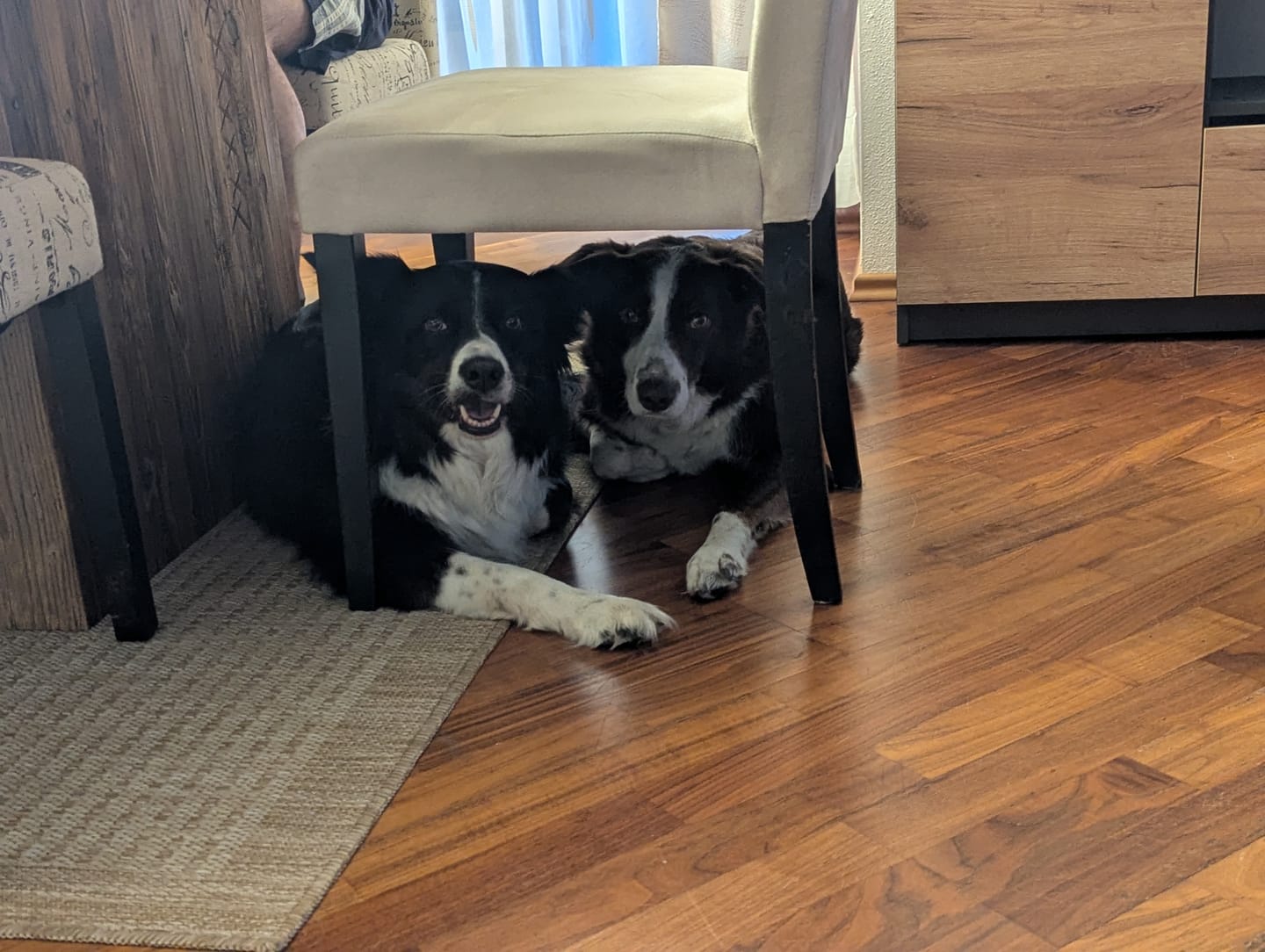 Customer photo review of Allergietest Plus Hund