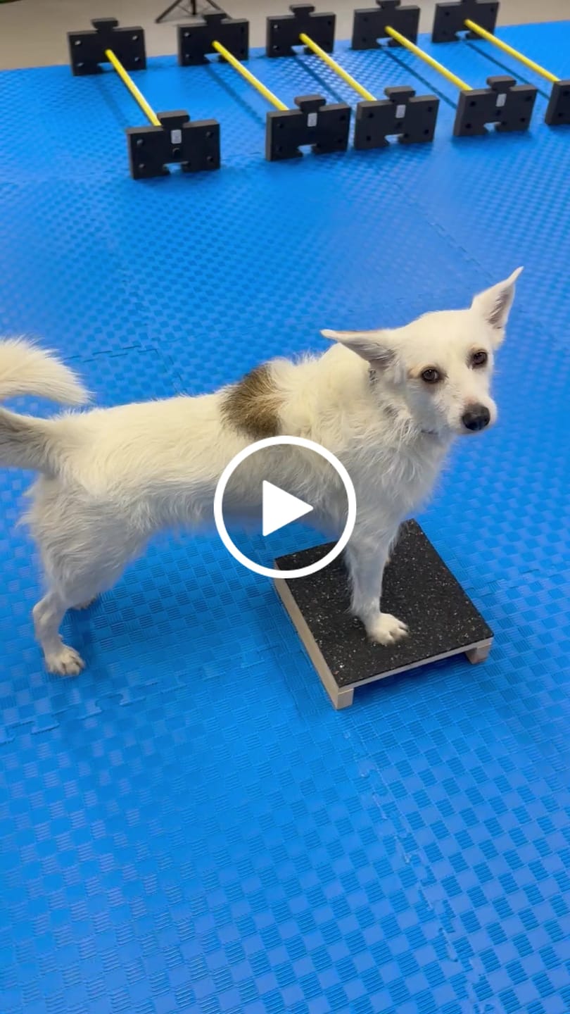 Customer video review of Puzzle Matte | 100cm x 100cm | Just-Mats