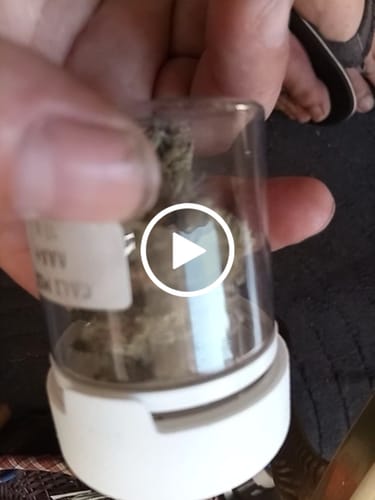 Customer video review of Granddaddy Purple 30% THCA