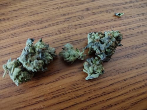 Customer photo review of Gorilla Glue THCA Flower