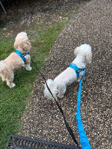 Customer photo review of The Good Dog Harness