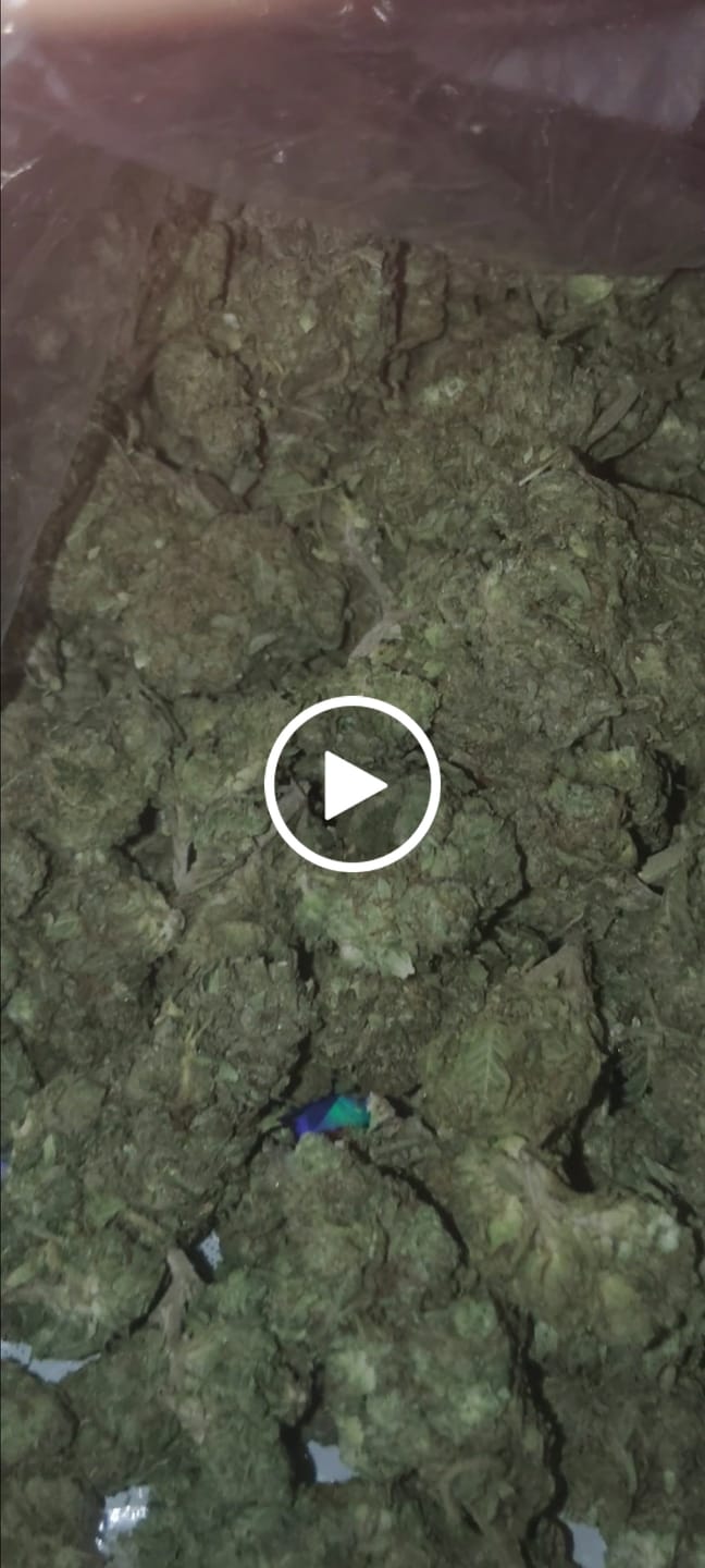 Customer video review of Runtz - Bulk - Hybrid