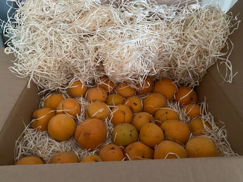 Kunde zeigt frische Bio-Aprikosen der Sorte Hargrand in der offenen Versandbox, die mit Holzwolle gepolstert ist.