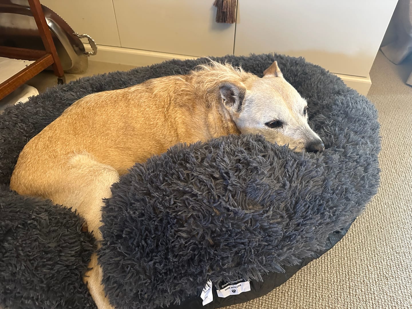 Customer photo review of Brooklyn® Deep Sleep Pet Bed