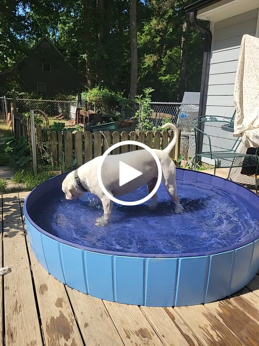Customer video review of NEW Pop-Up Foldable Outdoor Dog Bath & Swimming Pool With Side Drain (Aqua Blue)