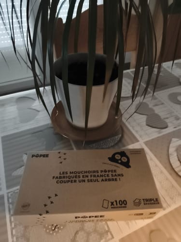 Boîte de mouchoirs triple épaisseur du client, posée sur une table devant une plante.