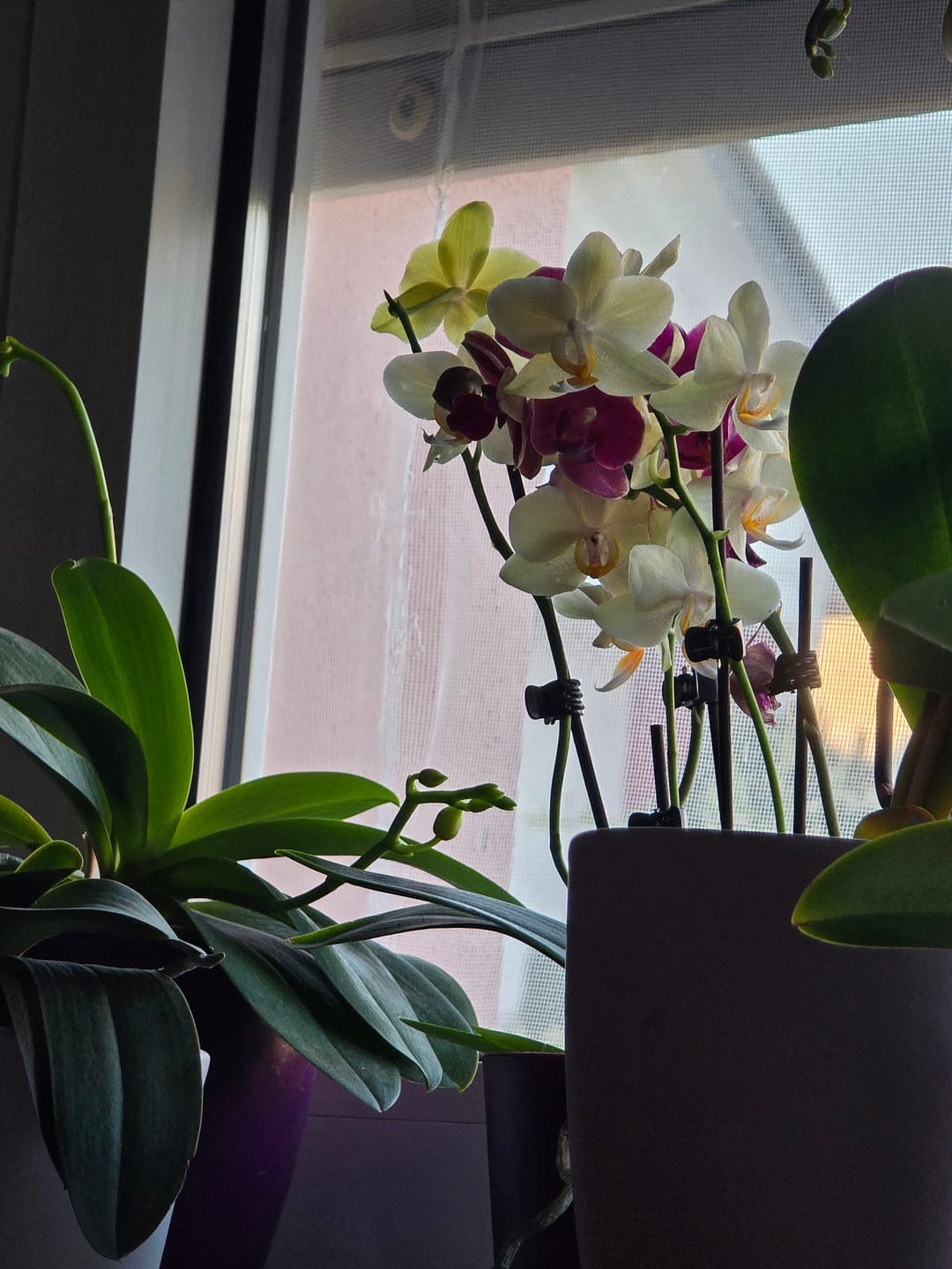 Customer photo review of Cocktail Orchidee mit gelb-roten Blüten und 5+ Rispen