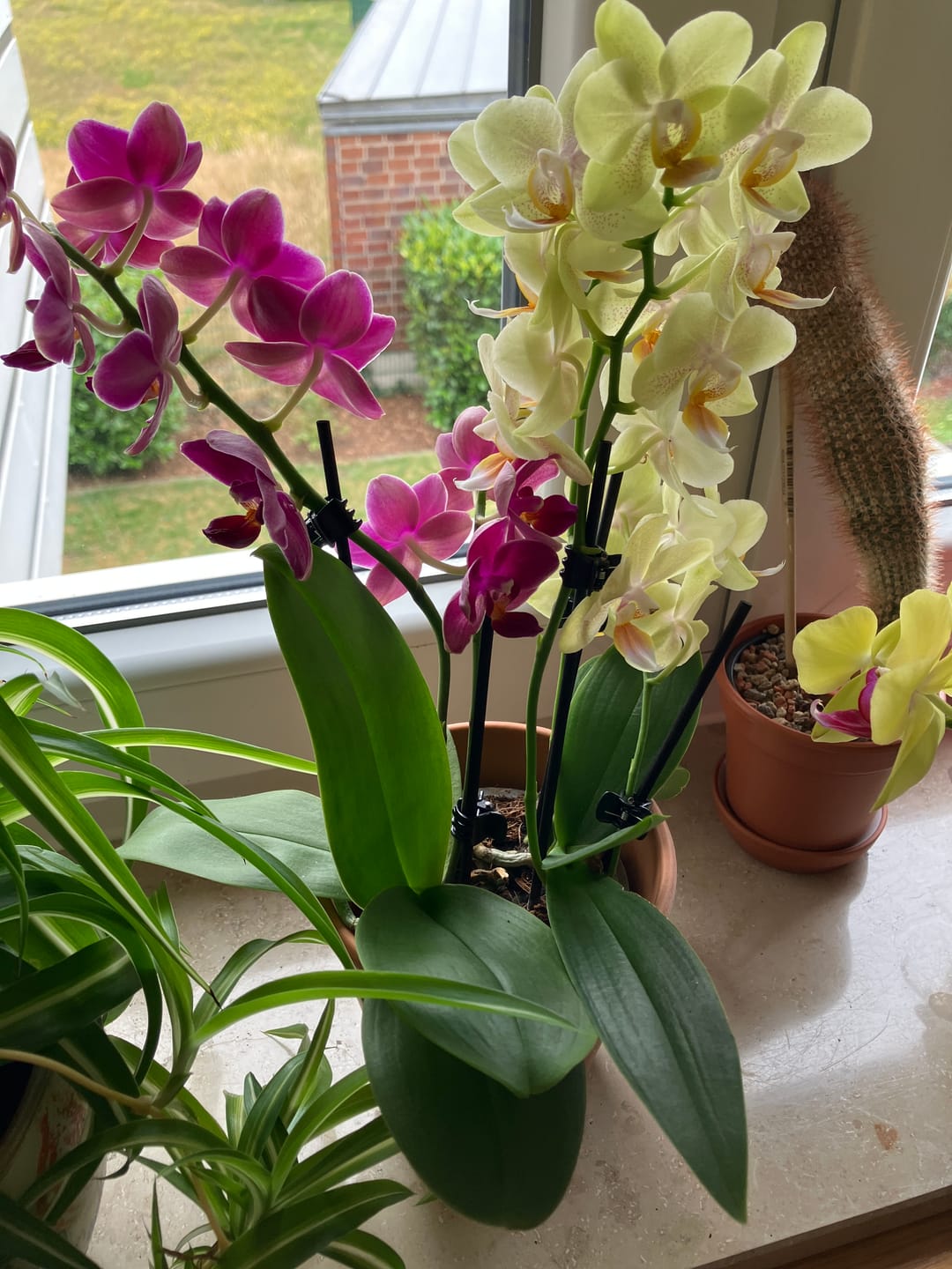 Customer photo review of Cocktail Orchidee mit gelb-roten Blüten und 5+ Rispen
