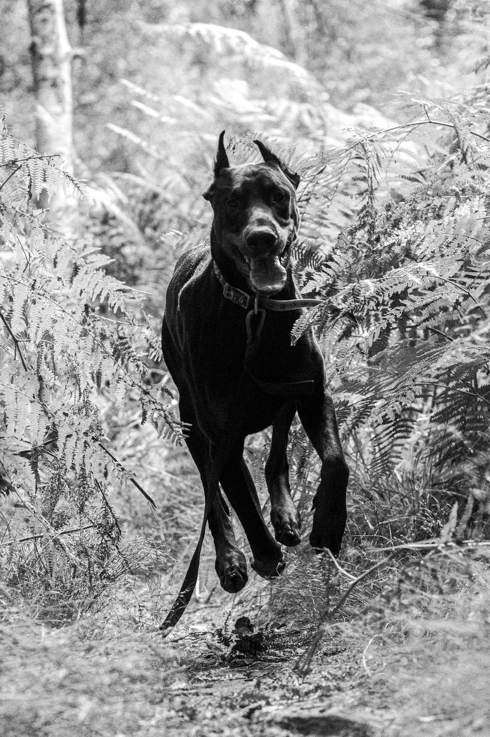 Customer photo review of Shampoing Sans Rinçage - Apaisant pour chien 🏔️