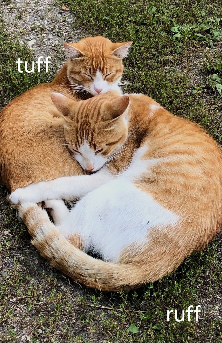 Customer photo review of Cat Calming & Aggression Aid
