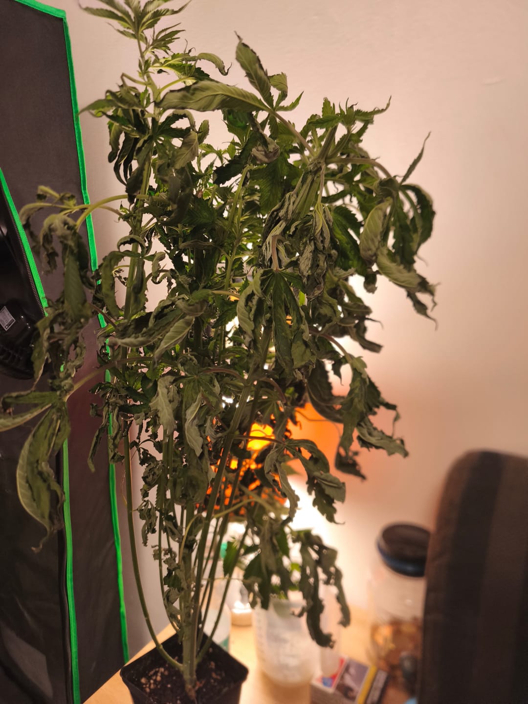 Customer photo review of Hanfstecklinge | Picasso Moon