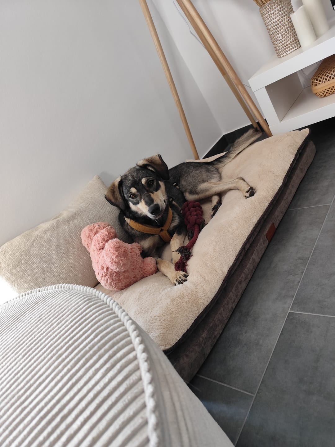 Customer photo review of Orthopädisches Hundekissen "Easy"