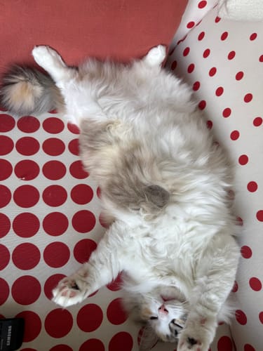 Le chat d'un client, heureux et repu, allongé sur le dos après avoir mangé les croquettes au saumon.