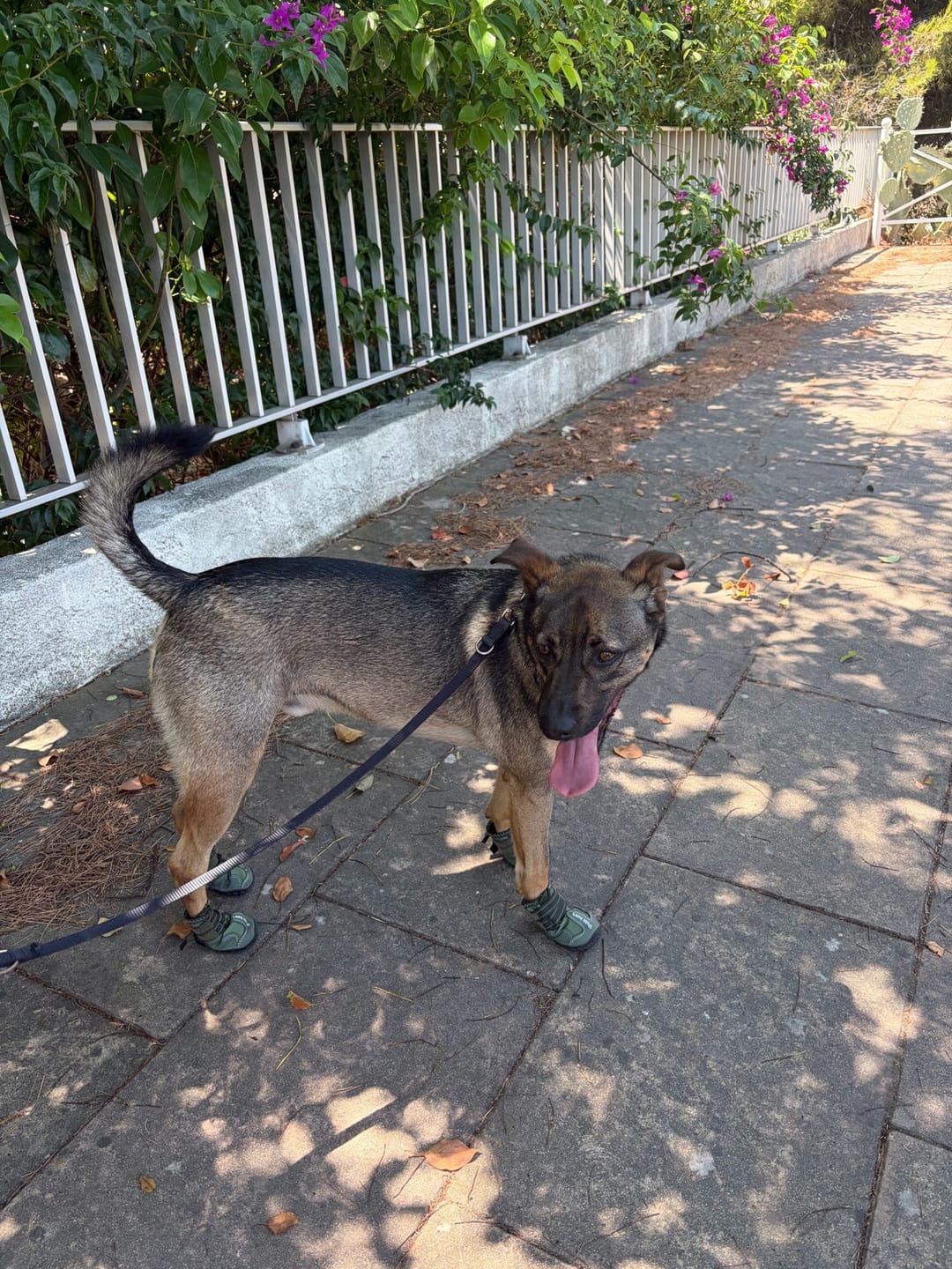 Customer photo review of Spark Paws 365 -  The All-Season Dog Shoes - Green