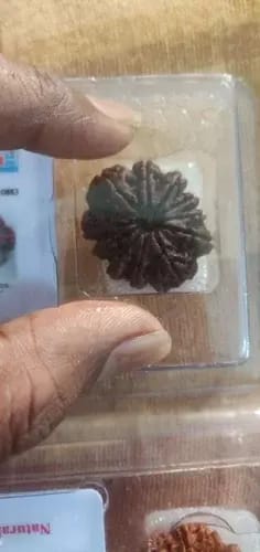 Customer photo review of Nepal Origin 12 Mukhi Rudraksha - 17mm to 22mm