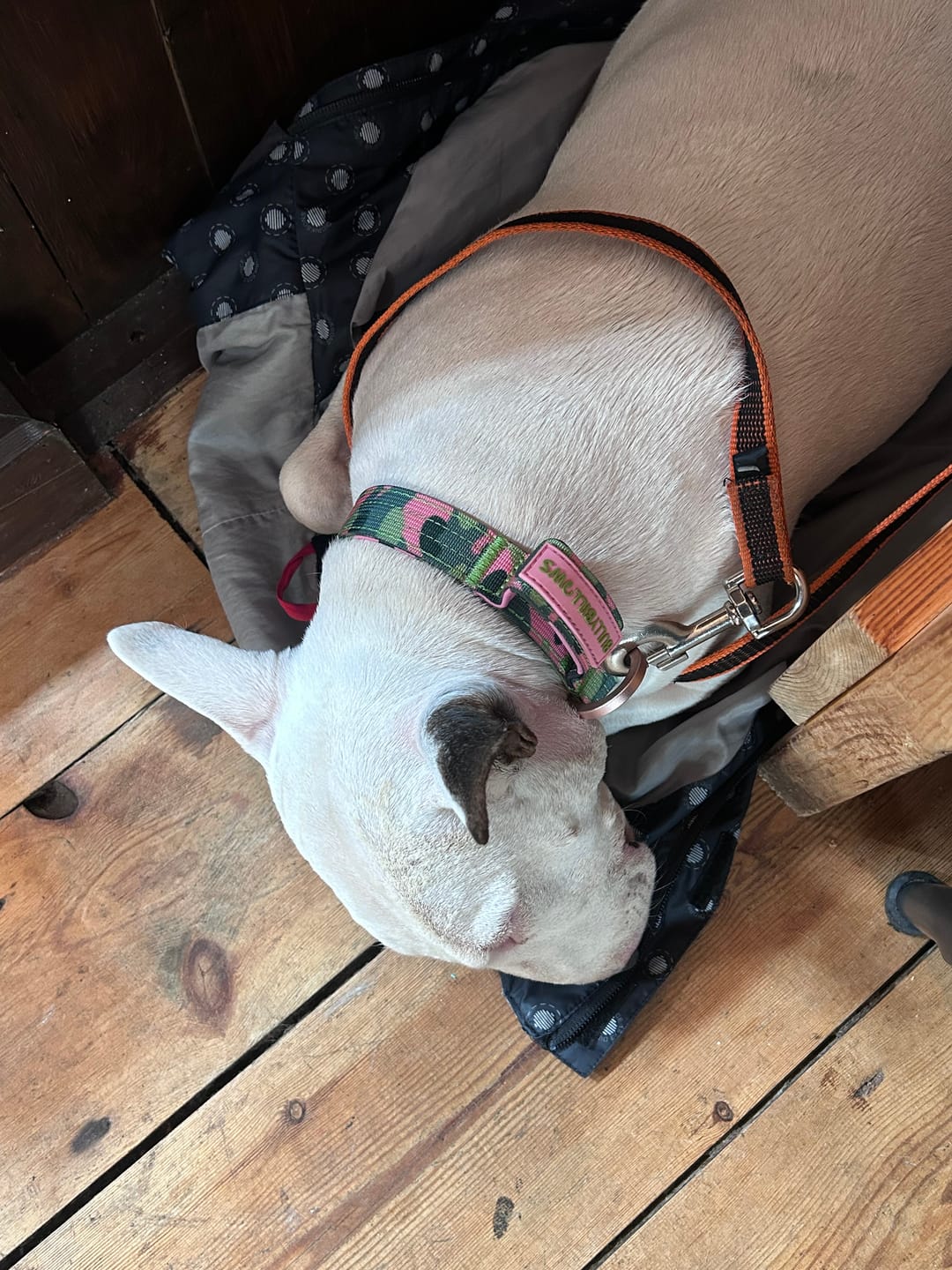 Customer photo review of 2.5cm Lighter Combat® Collar | With Handle & Secure Clip - Pink Camouflage
