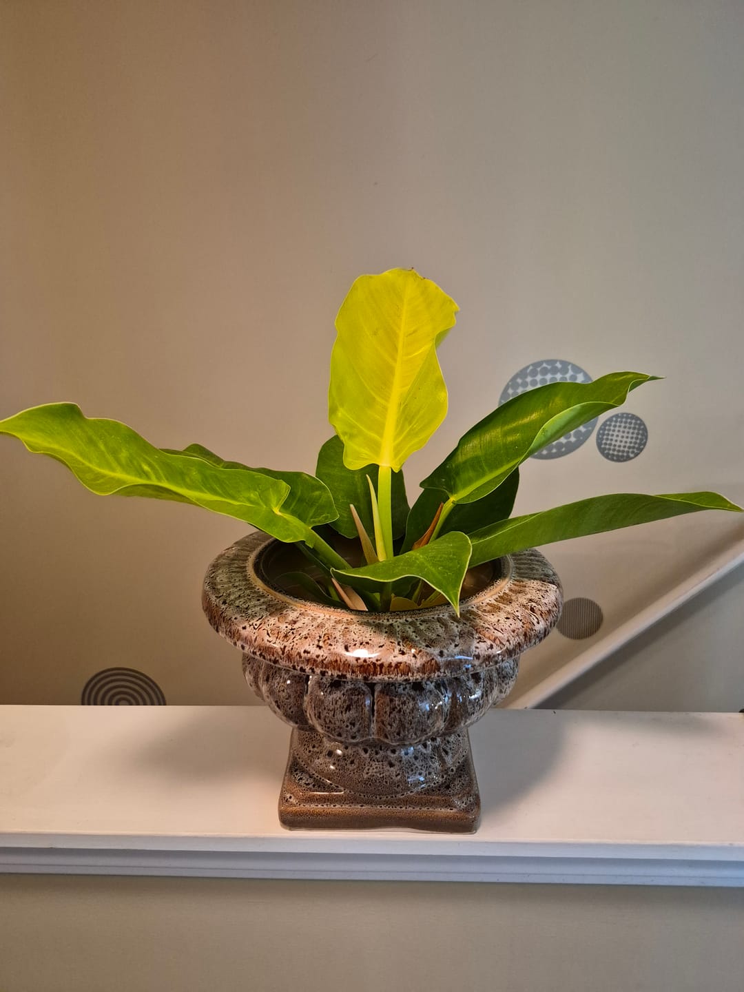 Customer photo review of Philodendron 'Moonlight'
