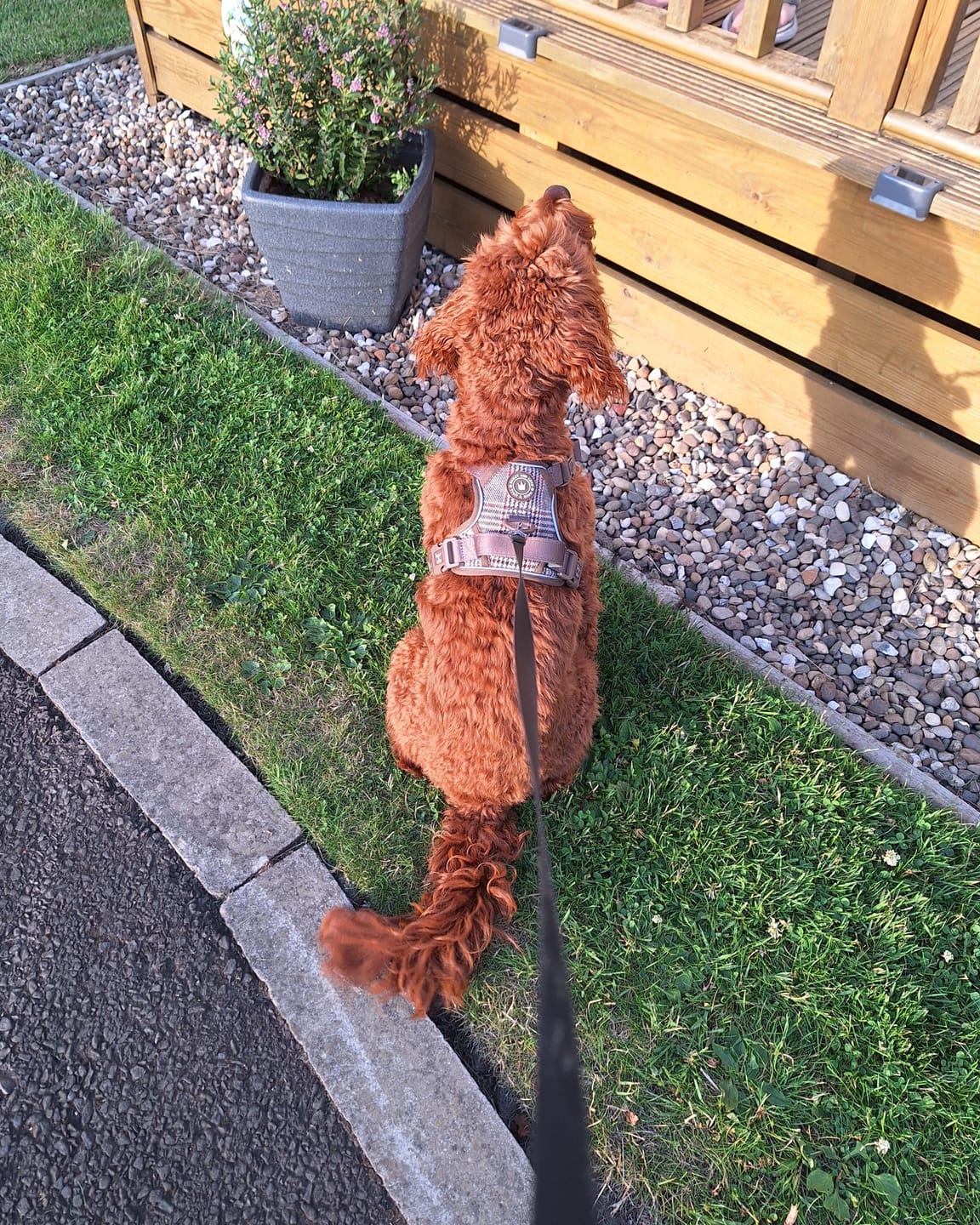 Customer photo review of Trail & Glow Tweed Dog Harness - Colour Drops - Heritage Plaid