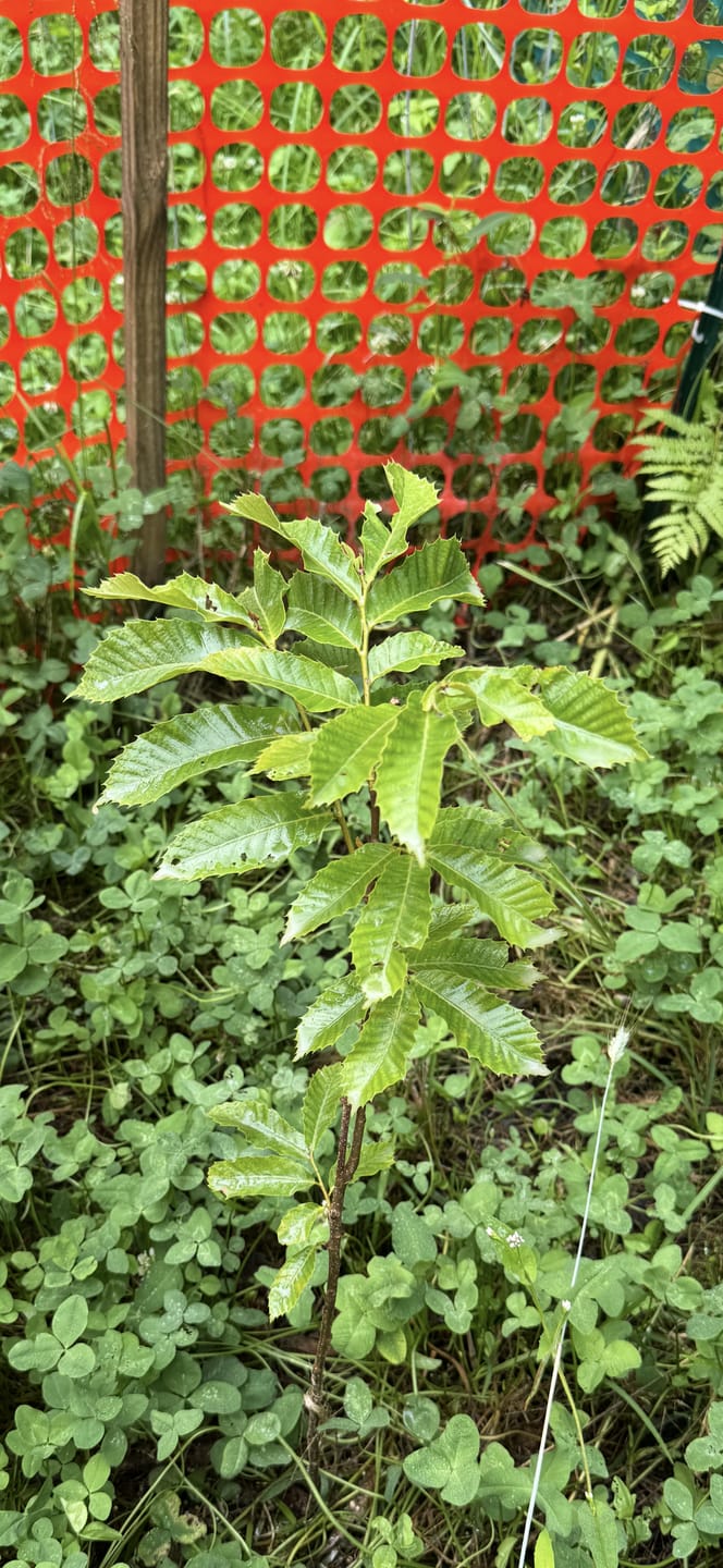 Customer photo review of Hybrid Chestnut