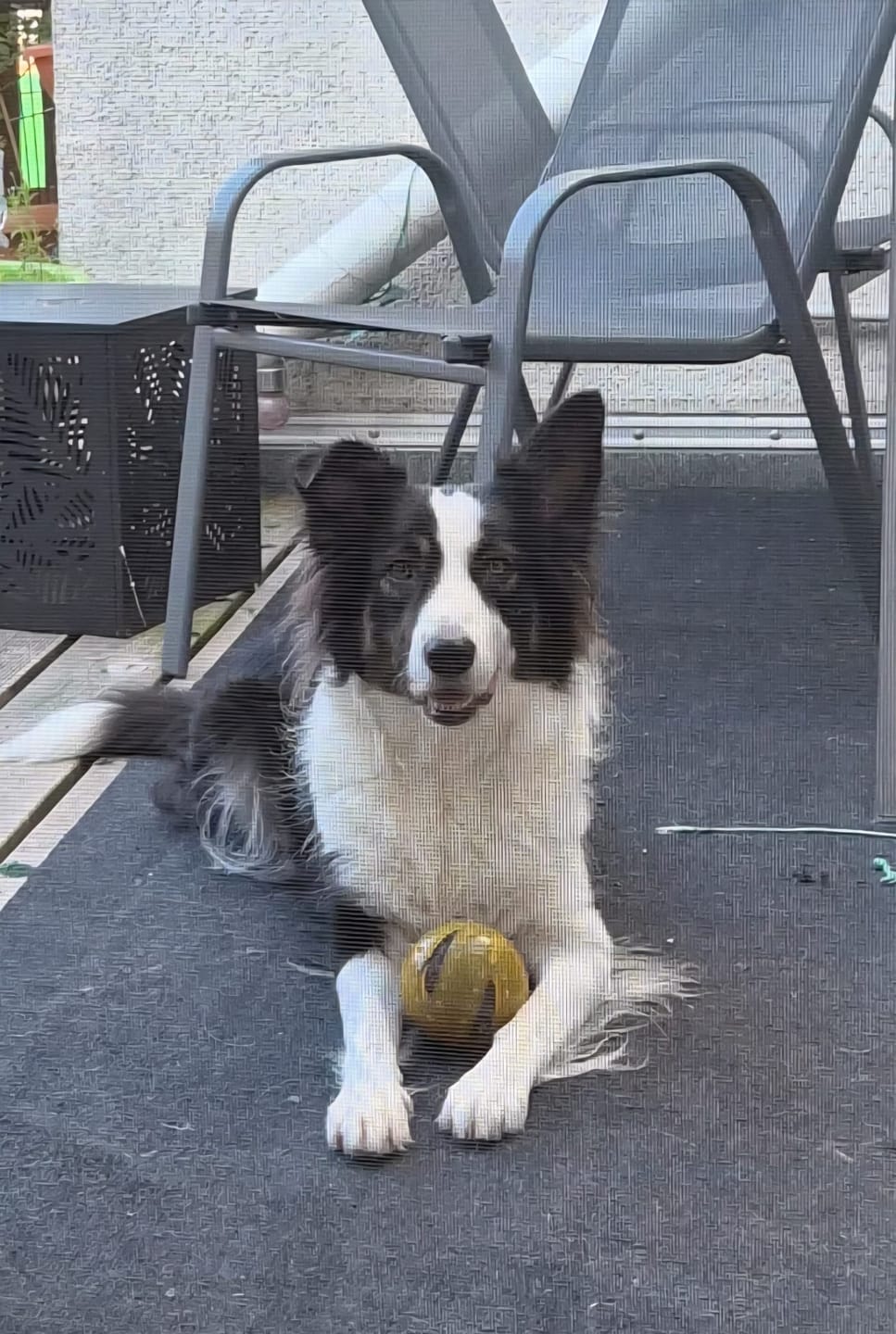 Customer photo review of 10% CBD Tropfen für Hunde