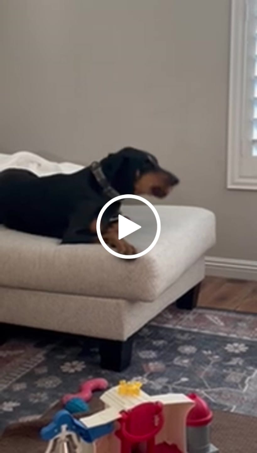 Customer video review of 6 Inch Monster Bully Stick