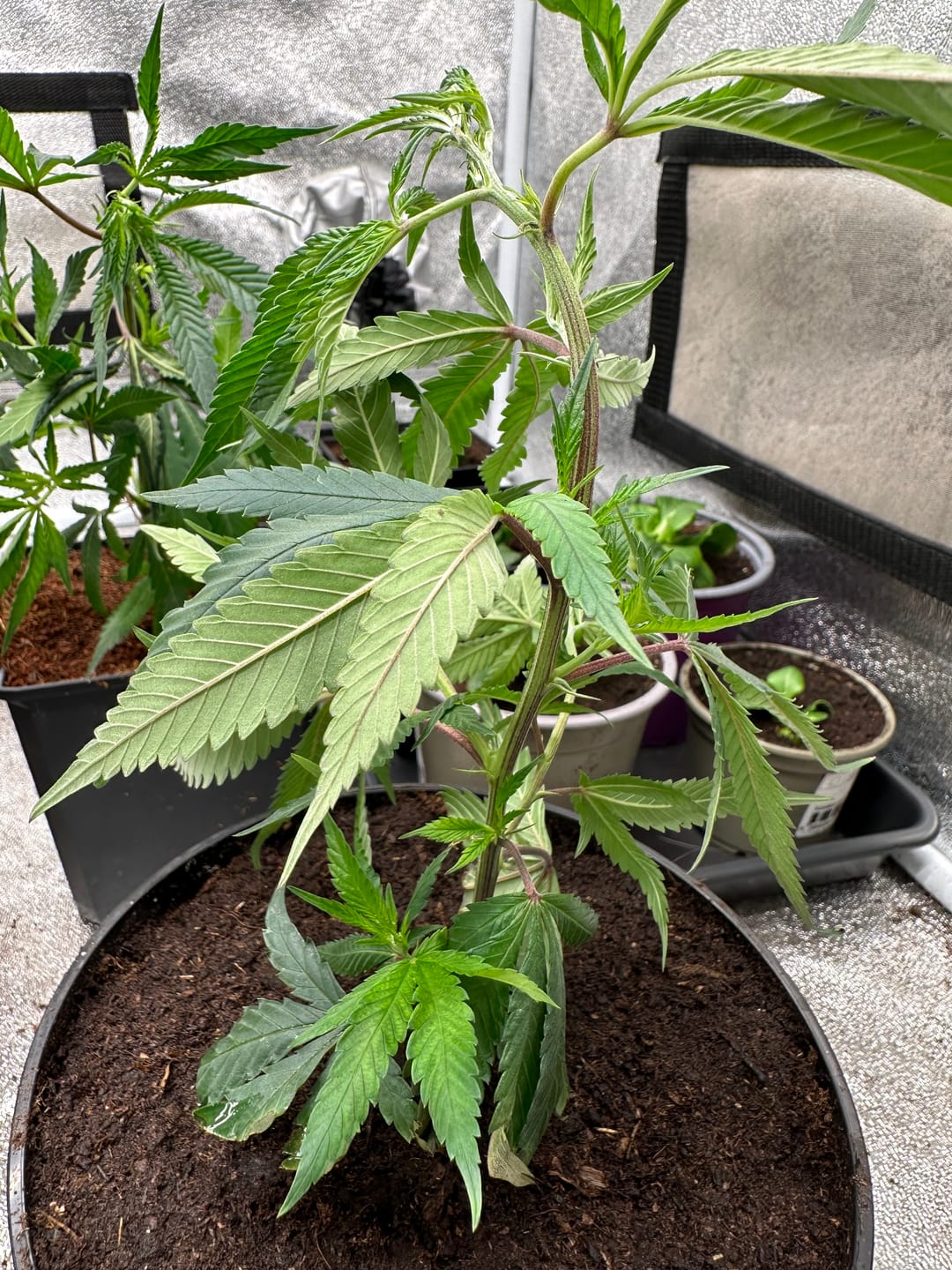 Customer photo review of Hanfsteckling | Seriotica