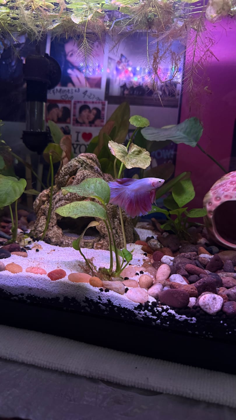 Customer photo review of Pink Halfmoon Male Betta Fish | You Pick Fish | Order Directly From Farm