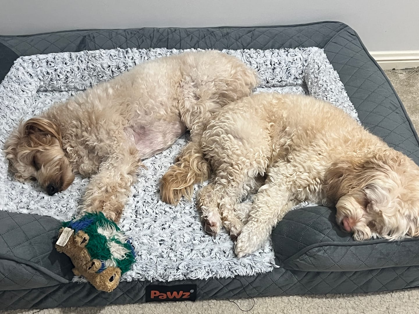 Customer photo review of Orthopedic Memory Foam Dog Bed