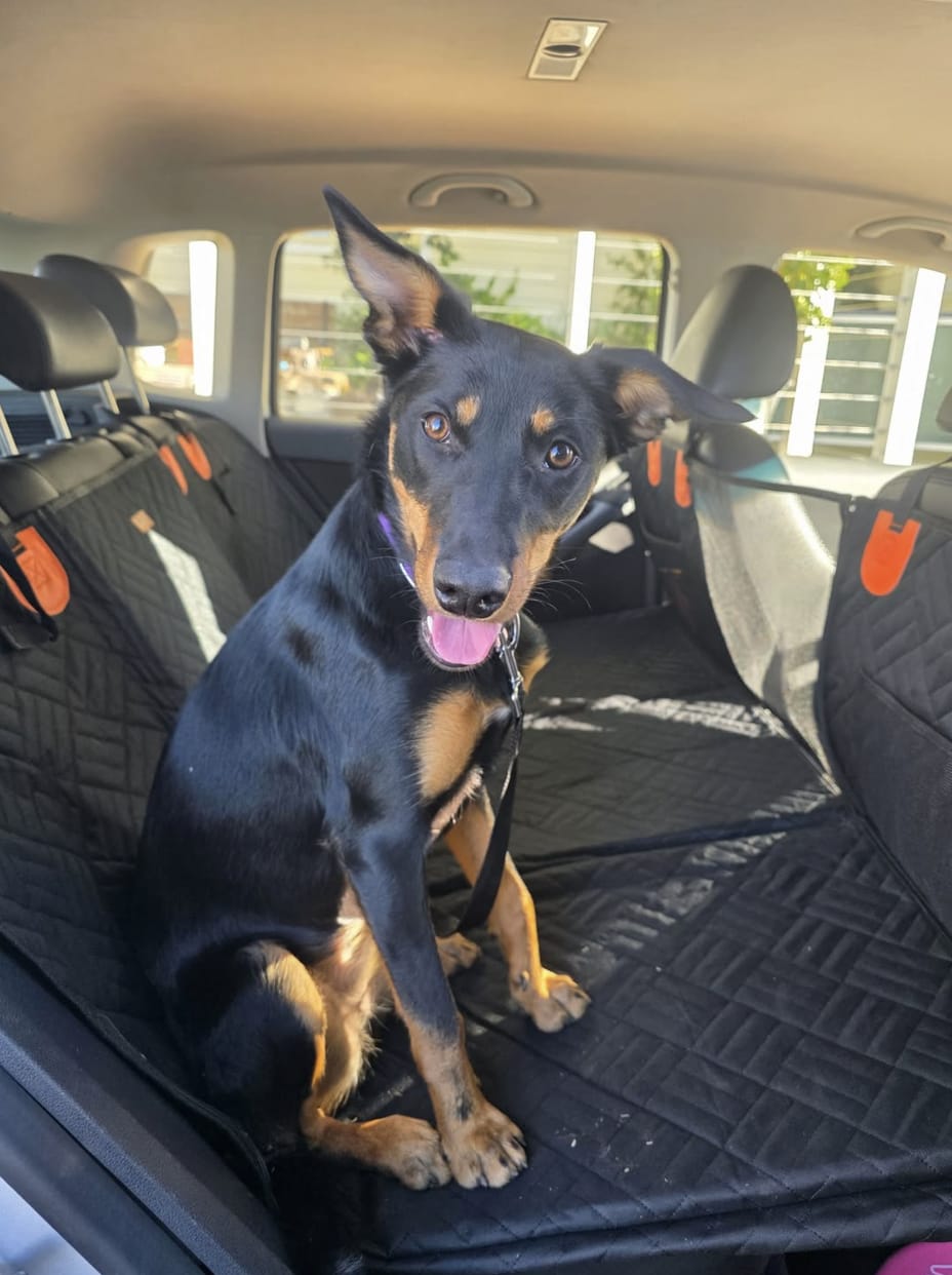 Customer photo review of Marlo&Co™ Dog Seat Cover