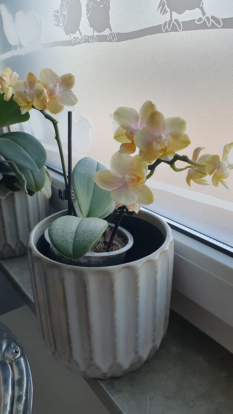 Customer photo review of Duftorchidee Table Dance Elemental mit gelben Blüten mit 2 Rispen
