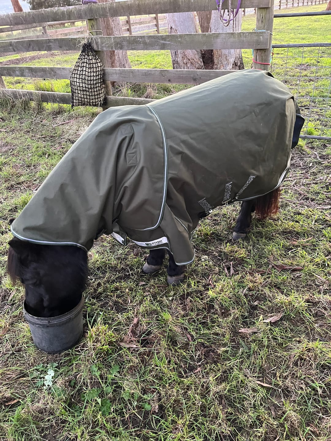 Customer photo review of LE Boxter Pony Turnout 50g
