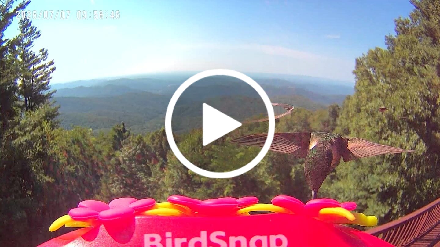 Customer video review of Smart Solar Hummingbird Feeder with HD Camera