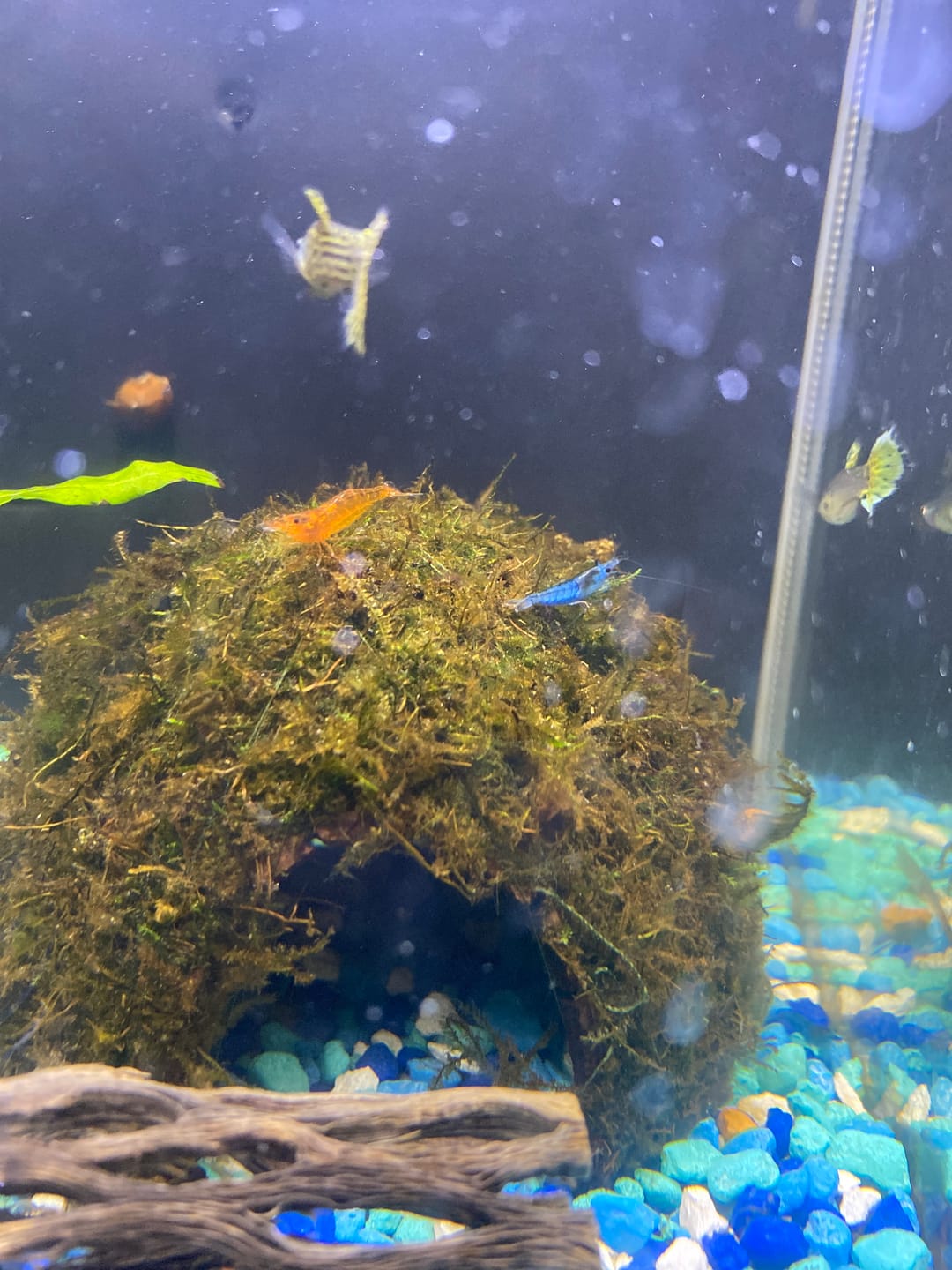 Customer photo review of Blue Velvet Shrimp