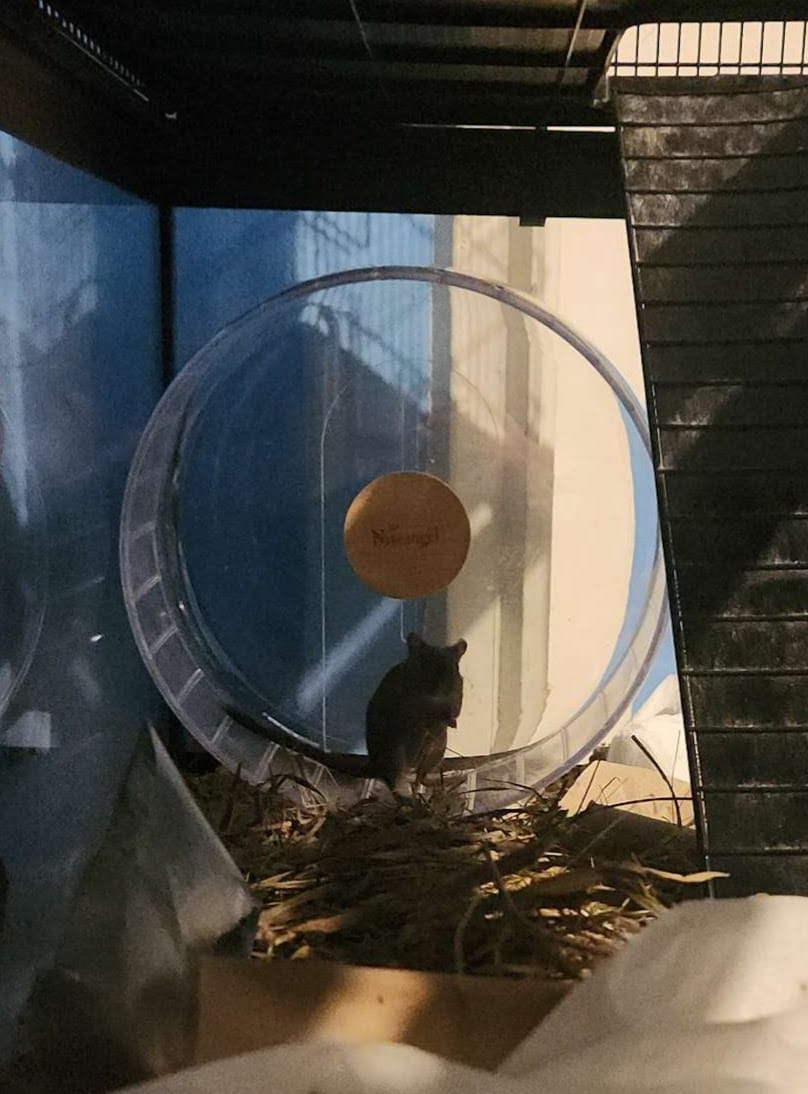 Customer photo review of Niteangel Super-Silent Hamster Exercise Wheels
