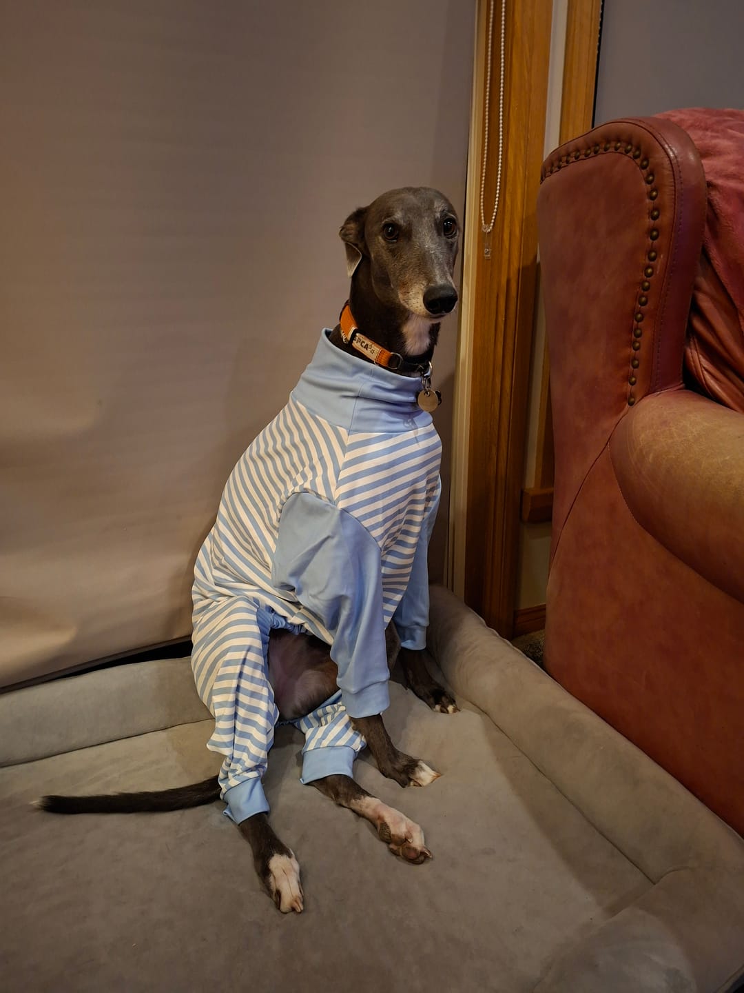 Customer photo review of Dog Pajama - Blue Stripes