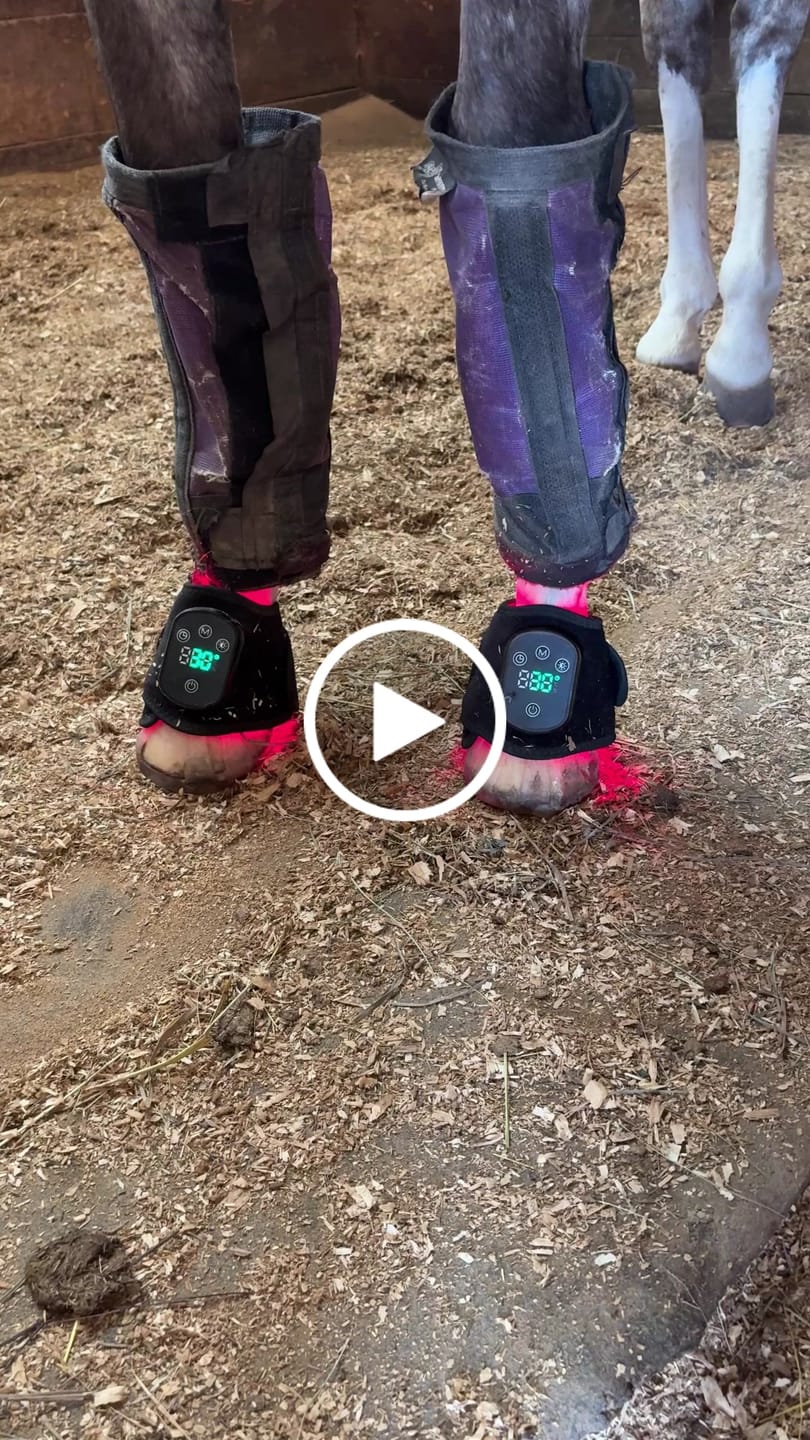 Customer video review of HorseHalo™ HaloLegs Mini