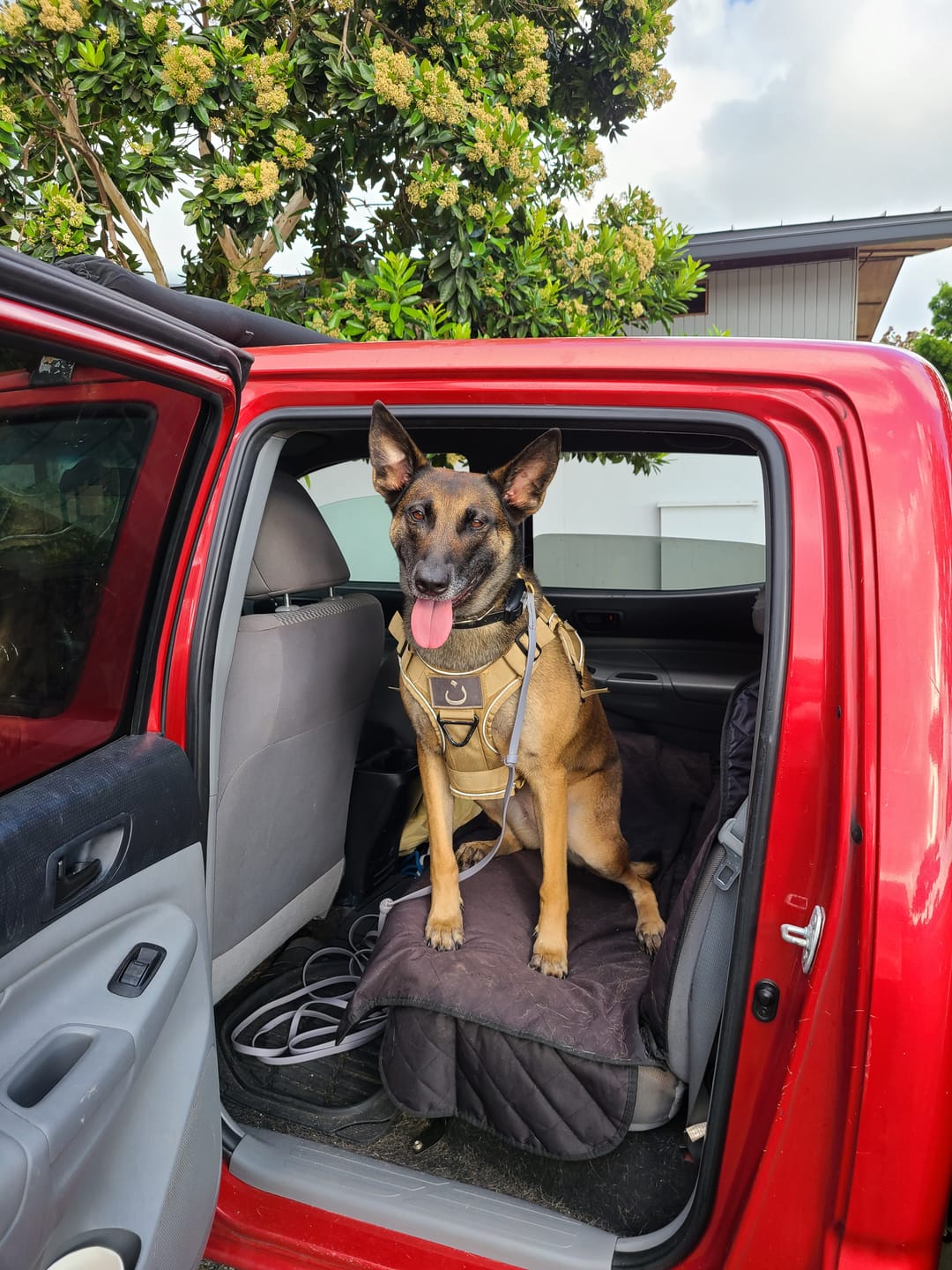Customer photo review of 6 Inch Jumbo Bully Stick