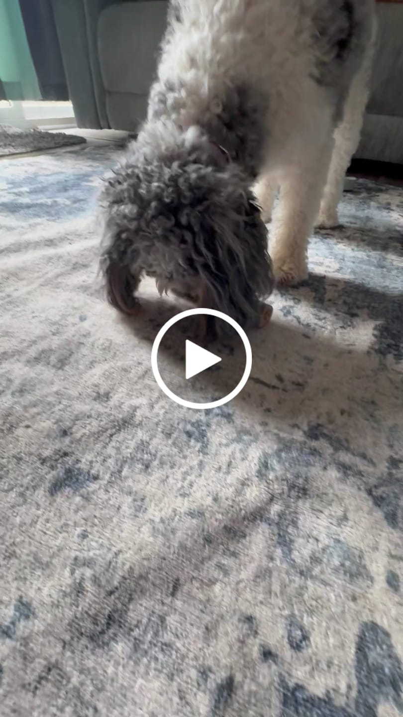 Customer video review of Ostrich Chunky Bones (5" x 2" - 2 Pack): The Long-Lasting, Flavor-Packed Bones for Medium to Large Dogs