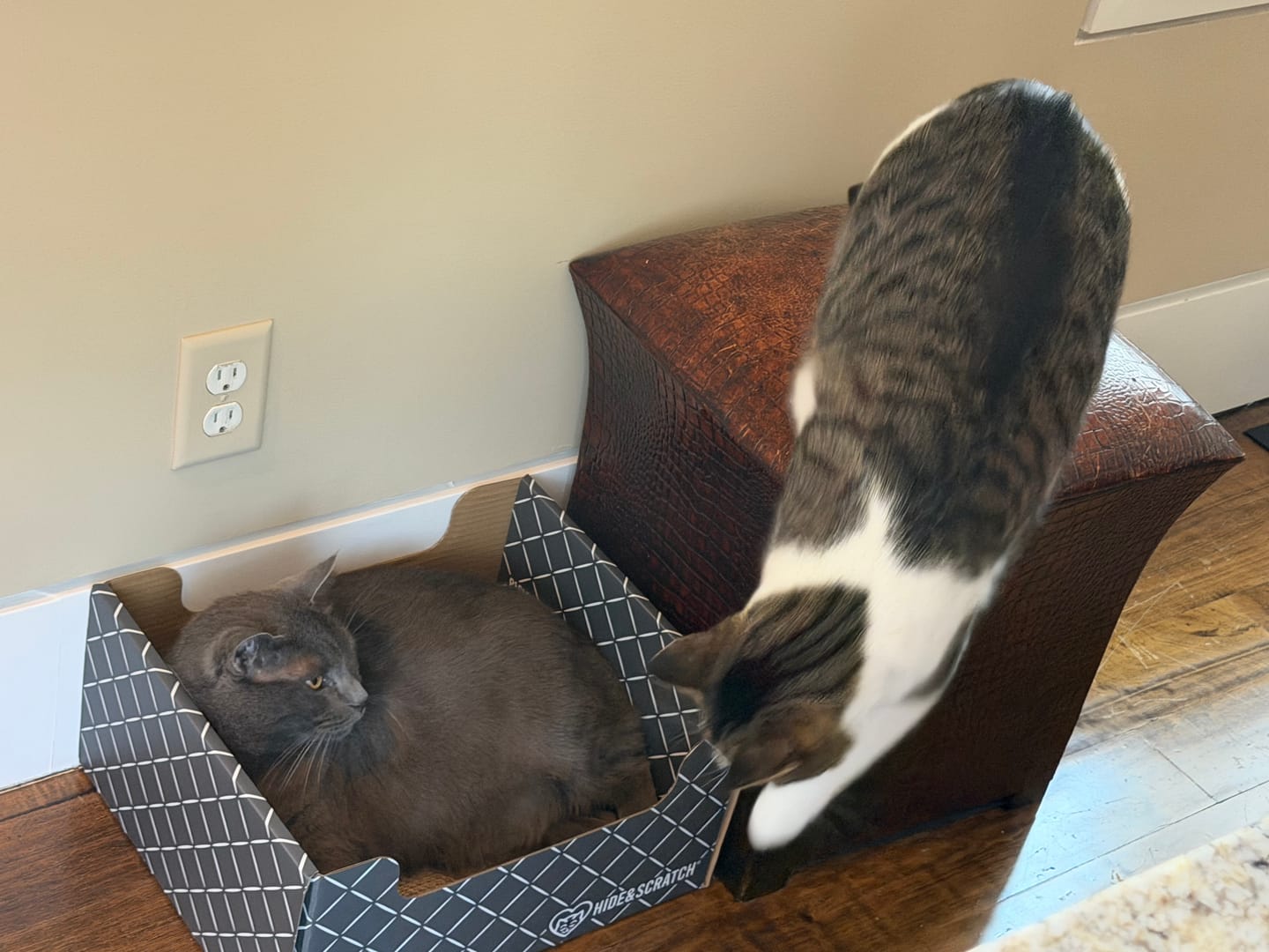 Customer photo review of Hide & Scratch Extra-Large Cat Scratcher Box