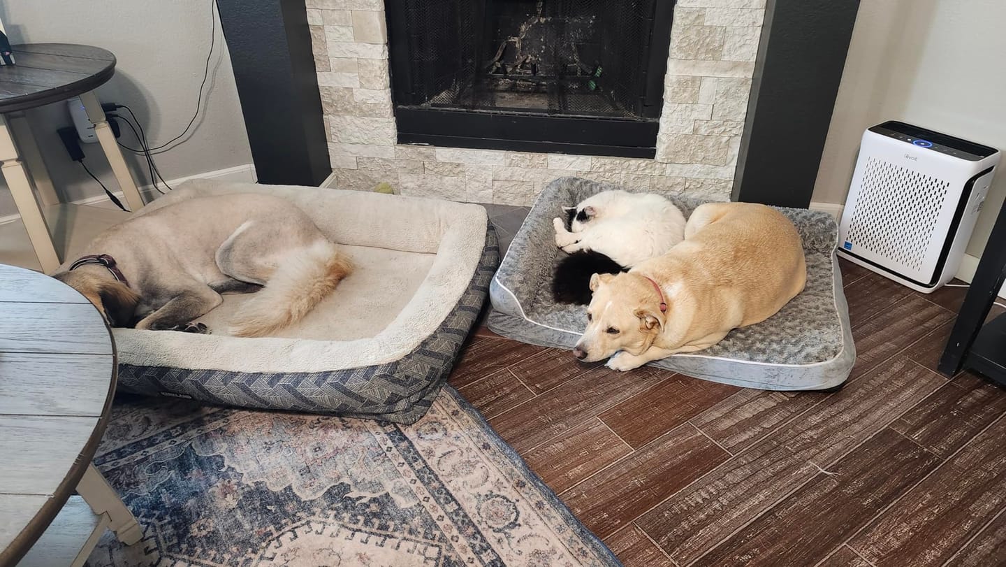 Customer photo review of The Big Loll