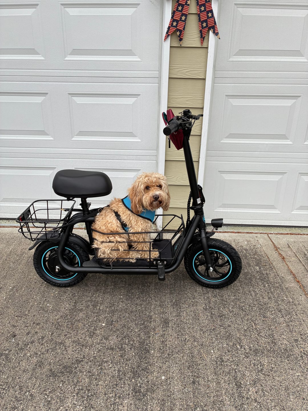 Customer photo review of Gyroor C1S Electric Scooter 800W – Front & Rear Baskets